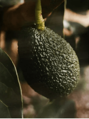 Vitamin C Serum, 30ml/ 1.0 fl oz – Natural 30ml/ 1.0 fl oz by Radiant Bloom – Natural Organic Skincare