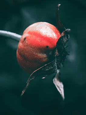 Organic Bakuchiol Serum, 30ml – Gentle, Pregnancy-Safe – Organic / 30ml , 1 ft.oz by Radiant Bloom – Natural Organic Skincare