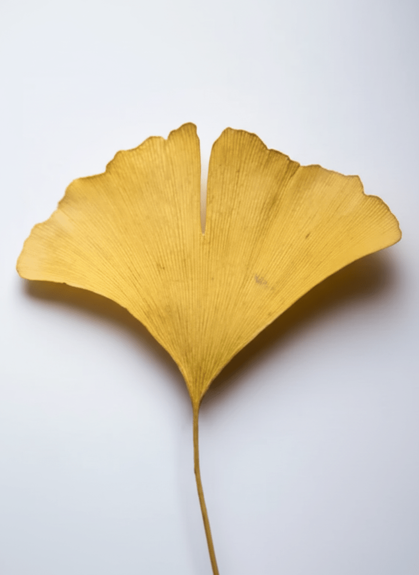 Ginkgo Biloba Antioxidant Gel Booster | Natural Skin Antioxidant Concentrate - Radiant Bloom Organic